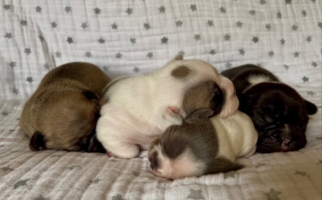 Four Frenchie puppies cuddling together