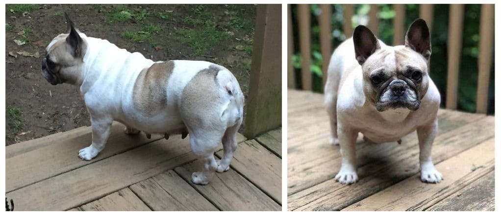 Portrait of Multi V-1 Champion Roxanne's Bikini, a tan and white pied female French Bulldog, showcasing her robust, well-proportioned physique indicative of V-1 rated structure. Her alert, affectionate expression reflects her sound temperament, and her lineage underscores a commitment to genetic health.