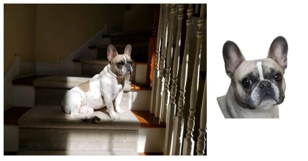 image of CoCo Chanel a blue fawn and white pied French Bulldog female with a signature blue mask sitting on the stairs enjoying the light.