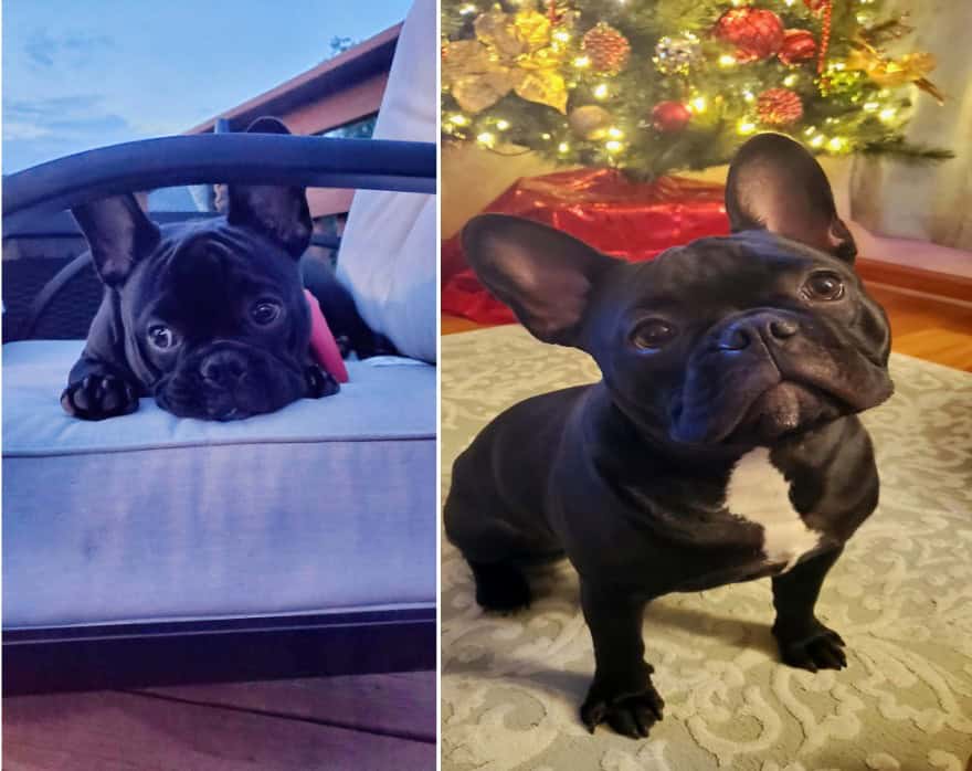Two views of Finley, a cute black French Bulldog. The left image shows a puppy Finley resting on a cushioned outdoor chair. The right image shows a more grown-up Finley standing on a patterned rug in front of a Christmas tree with warm lights and gold and red ornaments.