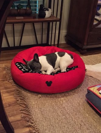 Franceschi Frenchies’ Callie Ann Hunter, a beautiful pied French Bulldog, peacefully sleeping in her red Mickey Mouse-themed dog bed inside a cozy home setting.