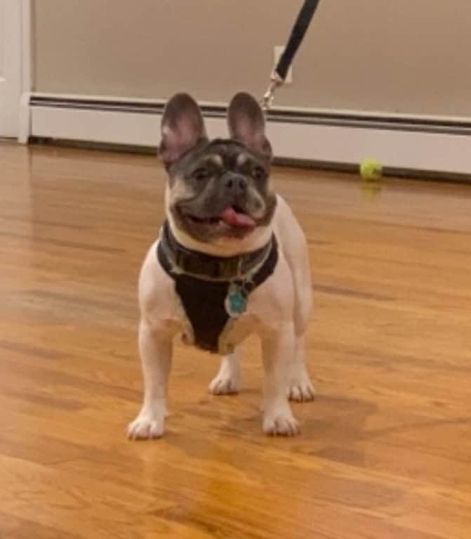 Franceschi's Calvin, a blue and white pied French Bulldog with tan points, stands confidently on a polished hardwood floor. He’s wearing a black harness and looking cheerful with his tongue slightly out, ears perked, and tail relaxed. A tennis ball rests in the background.