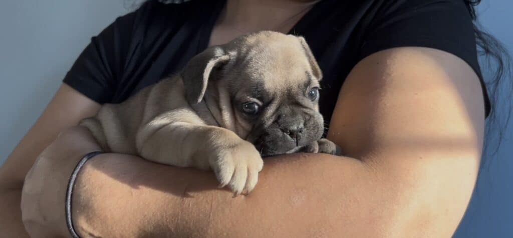 A 5 week old chocolate Frenchie puppy being held.
