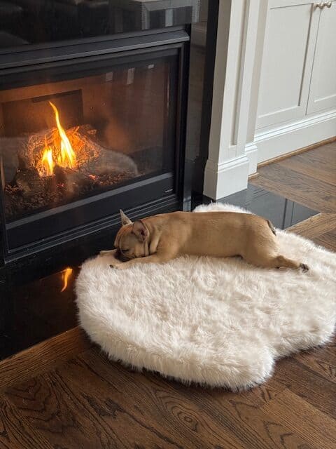 Chocolate sable fawn French Bulldog, Poppy, peacefully naps on a plush white rug in front of a glowing fireplace, enjoying the cozy warmth.