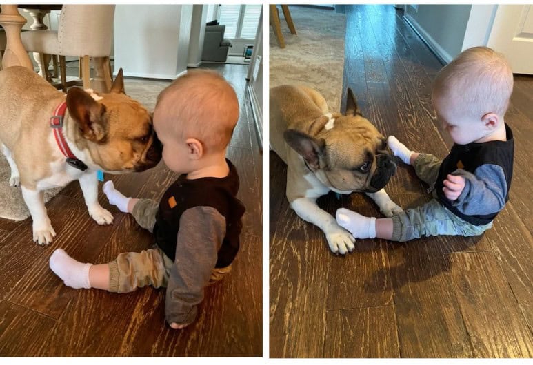 Side-by-side images show Franceschi's Jimmy, a chocolate sable fawn French Bulldog with full pied markings, gently interacting with a baby sitting on a hardwood floor. In the first image, Jimmy touches noses with the baby in a sweet, affectionate moment. In the second, Jimmy lies down calmly, watching the baby with a soft expression as the baby reaches out, highlighting their gentle bond.