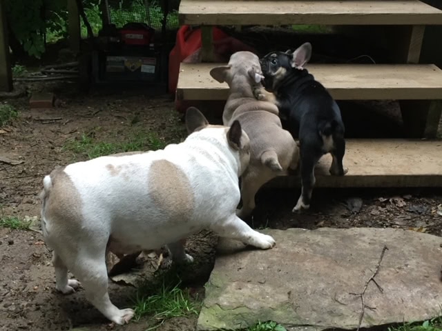 A fawn pied Frenchie with her boys - a blue fawn pup and a black and tan pup