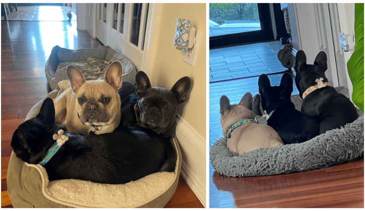 Three French Bulldogs who love sharing a dog bed,
