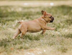 A chocolate sable fawn French Bulldog puppies running in the grass