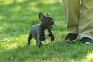 A lilac in color French Bulldog puppies smiling and walking along side her owner in the grass.