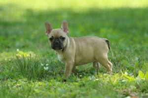 A chocolate sable fawn French Bulldog puppies standing in a the grass