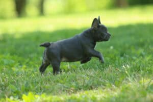 A lilac in color French Bulldog puppies running in the grass.