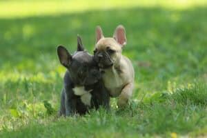 Two French Bulldog puppies in the grass next to each other. the puppies on the left is lilac in color while the one on the right is chocolate sable fawn.