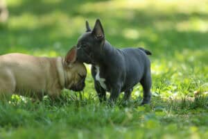 Two French Bulldog puppies in the grass next to each other. The puppies on the right is lilac in color and is laying her head on her sisters head  who is chocolate sable fawn in color.