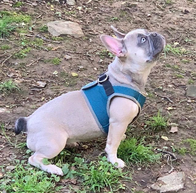 Lucy wearing a turquoise dog harness while sitting up in a grass spot.