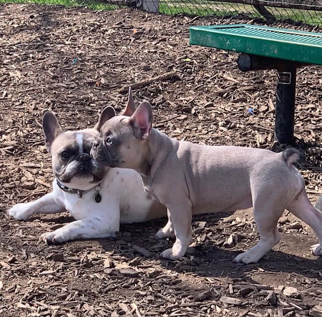 Image of two Frenchies at the park, Coco Chanel is the blue fawn pied laying in the wood chips and Lucy is the lilac puppy standing