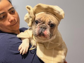 A French Bulldog female named Lily Bug being held while wearing a cream hat with bow on the side and a coat.