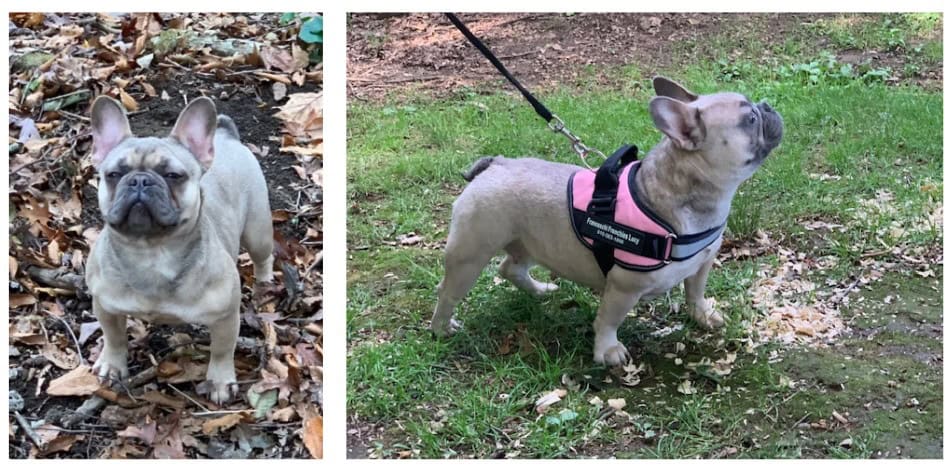 Two images of Lucy a lilac French Bulldogs. The image on the left is of her standing in a pile of leaves and the image on the right is of her stacking wearing a personalized pink harness with her name of it.