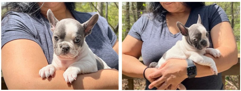 Image on the left is of a blue and white pied French Bulldog puppy being held. The image on the right is of the same puppy giving the side eye.
