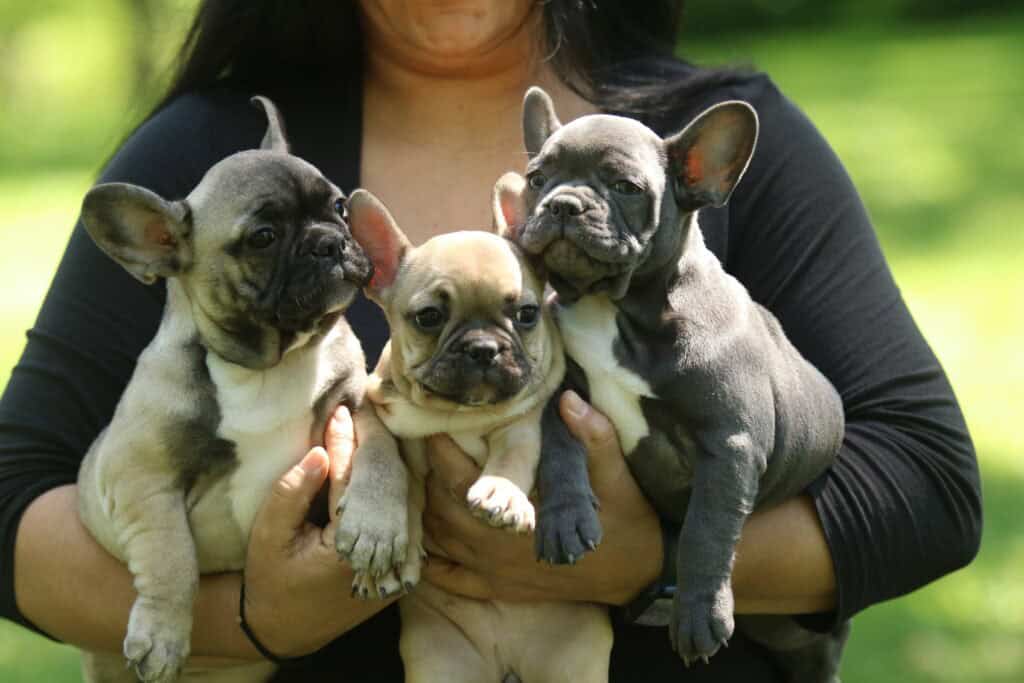 Three French Bulldog puppies being held